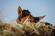 Portrait Of Chestnut Horse Eating Hay From Feeder In Horse Paddock In Autumn In Daytime