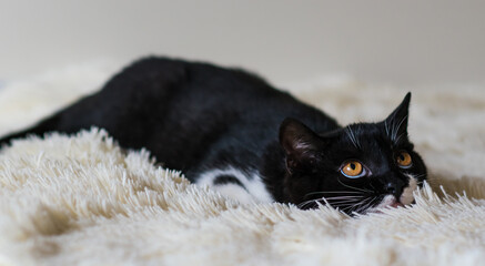 Wall Mural - Portrait of cute bicolor british short hair kitten of 4 months old. Selective soft focus. black and white cat