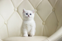 British Shorthair Kitten Of Silver Color.