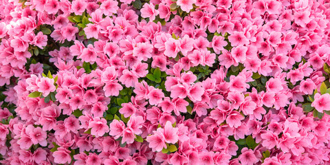 Wall Mural - Pink azalea flowers background　ピンク色のツツジの花 背景