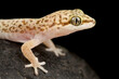Speckled Thick-toed Gecko  (Pachydactylus punctatus )
