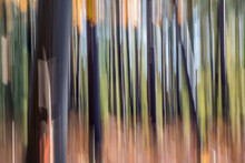 Abstract Forest Blurred Trees,abstract Motion Of Trees In The Forest
