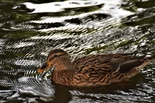 A Female Brown Mallard Duck Swims On A Lake