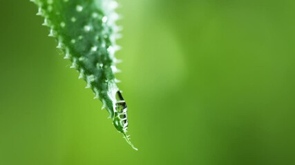 Wall Mural - Super slow motion of falling water drop from leaf. Filmed on high speed cinema camera, 1000fps. Shallow depth of focus.