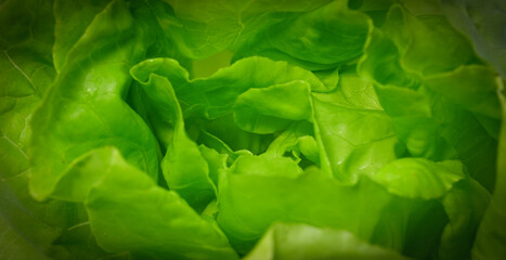 Close-Up organic vegetables green health concept.	