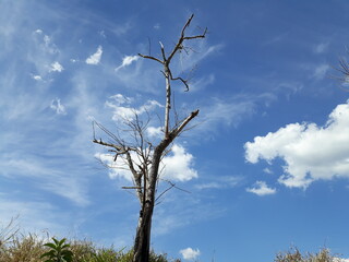 tree in the sky