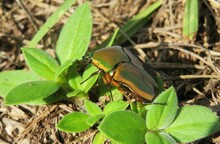 Tropical Green Cetonia Aurata Beetle On Grass In Florida Wild, Closeup