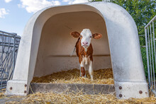 Timid Lovely Calf In A White Plastic Calf Hutch, On Straw At A Farmyard