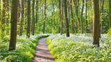 Pathway through the forest with blooming wild garlic (Allium ursinum). Stochemhoeve, Leiden, the Netherlands. Picturesque panoramic spring scene. Travel destinations, eco tourism, ecology, pure nature