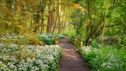 Wall Mural - Pathway through the forest with blooming wild garlic (Allium ursinum). Stochemhoeve, Leiden, the Netherlands. Picturesque panoramic spring scene. Travel destinations, eco tourism, ecology, pure nature
