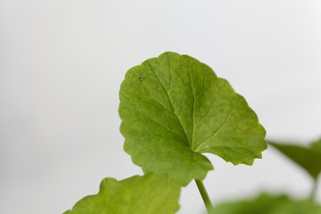 Leaf of an Indian pennywort, Hydrocotyle asiatica