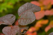 Fall. Multicolored bright leaves. Natural yellow-red background. Droplets of morning Ross are visible on the leaves. Autumn golden leaves. Macro. Close up.