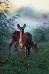 Two Roe Deers Grazing in Morning Sunlight