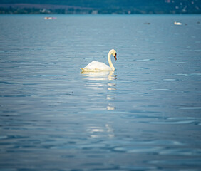 Wall Mural - Swan on lake Balaton, Hungary