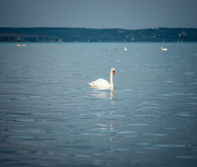 Wall Mural - Swan on lake Balaton, Hungary