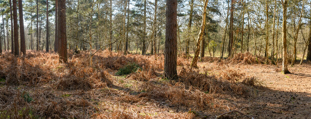 Wall Mural - Forest and Woodland in Hampshire England uk