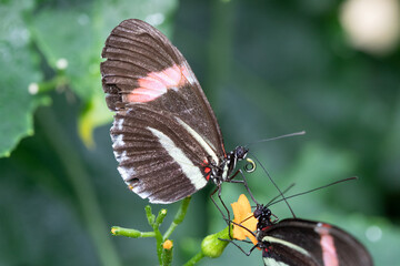 Canvas Print - butterfly