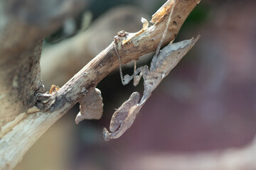 Wall Mural - praying mantis 