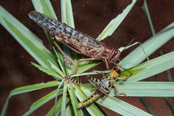 Wall Mural - locust