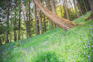 Poster - Tilted forest perspective - bluebells and green grass