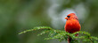 Cardinal on Pine Branch