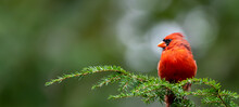 Cardinal On Pine Branch