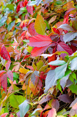 Beautiful red and yellow leaves on the hedge. Autumn leaf fall season. The natural background. Vertical photo.