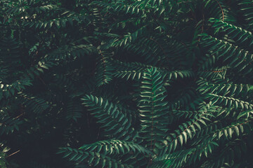  Tropical green leaves background, moody dark forest  