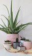 aloe vera plant on table with small cactus pot plants