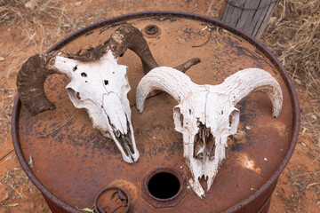 Wall Mural - old dry sheep skulls