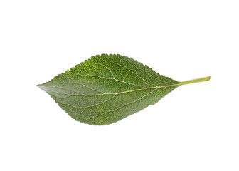 Fresh green plum leaf isolated on white