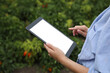 © New Africa - Woman using tablet with blank screen in field, closeup. Agriculture technology