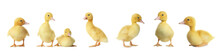 Collage With Cute Fluffy Ducklings On White Background, Banner Design. Farm Animals