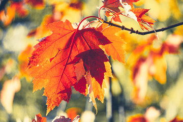 Red maple leaf in autumn closeup. This dead leaf in a tree is changing color due to the reduced sunlight. Fall season is rainy, but the beautiful red, orange and yellow leaves are mood lifters!