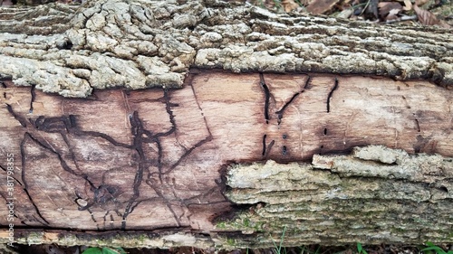 Fotografía decaying wood log with termite or beetle or worm damage