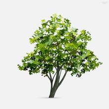 Tree Isolated On White Background. Use For Landscape Design, Architectural Decorative. Park And Outdoor Object Idea. Vector.