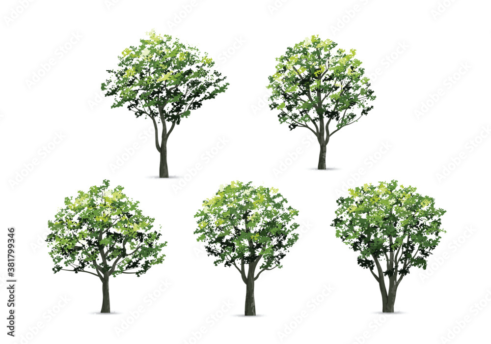 Collection of realistic tree isolated on white background. Natural ...