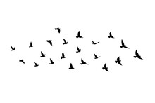 Flying Birds Silhouettes On Isolated Background. Vector Illustration. Isolated Bird Flying. Tattoo And Wallpaper Background Design.