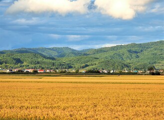 北海道･田園風景