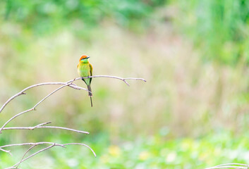 Little green bee-eater bird standing on the wood branch in the pink lotus swamp waiting for a hunting insect on the morning sunrise