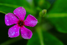 A Pink Periwinkle Flower With Water Droplets On It And Green Leaves In Background

