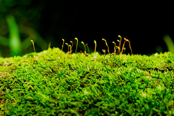 Poster - The flowers of the moss are growing.