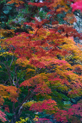 Wall Mural - 紅葉のカエデ