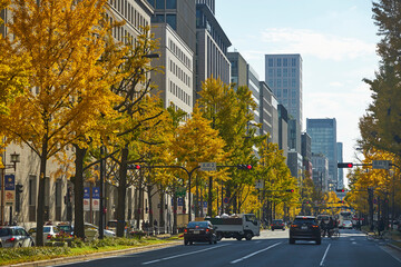 Wall Mural - 大阪、御堂筋のイチョウ