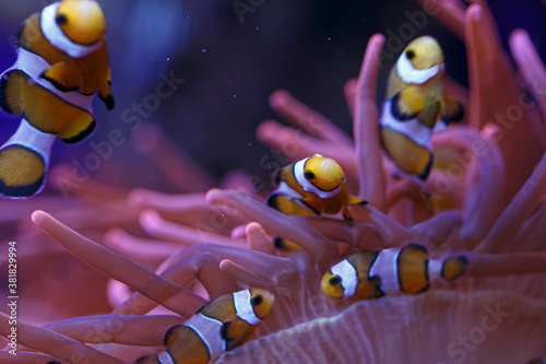 Fotomural clownfish with anemone in the community in aquarium