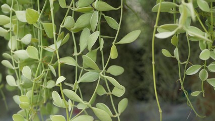 Wall Mural - Bright juicy exotic tropical greenery in jungle. Selective focus natural organic background, unusual plant foliage. Calm relaxing wild paradise rainforest abstract fresh leaves texture, bokeh.