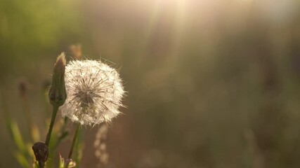 Wall Mural - Round sunny fluffy ball of white dandelion flower growing in countryside meadow outside. Beautiful natural video background.