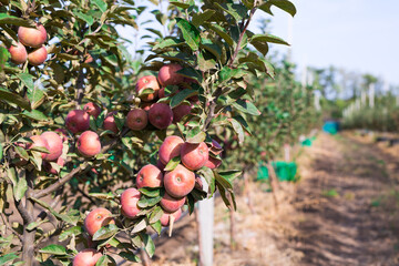 apple orchard