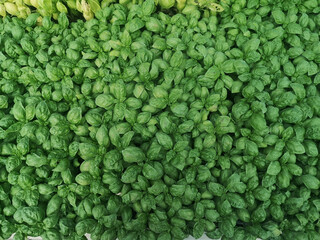 Canvas Print - Top view of basil seedlings in containers