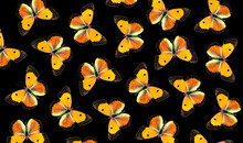 Pattern Of Colorful Orange Butterflies On Black Background. Colias Croceus.